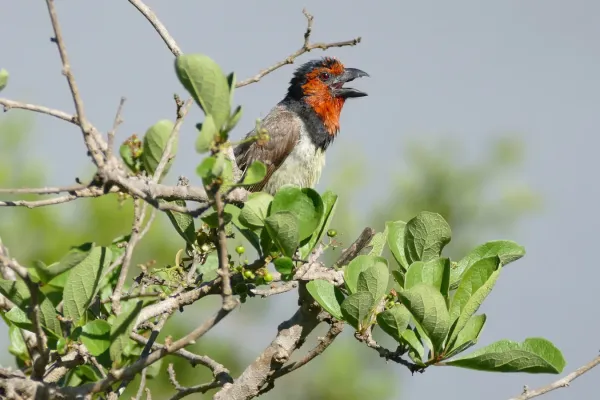 File:Black-collared Barbet (Lybius torquatus) (16188034604).jpg