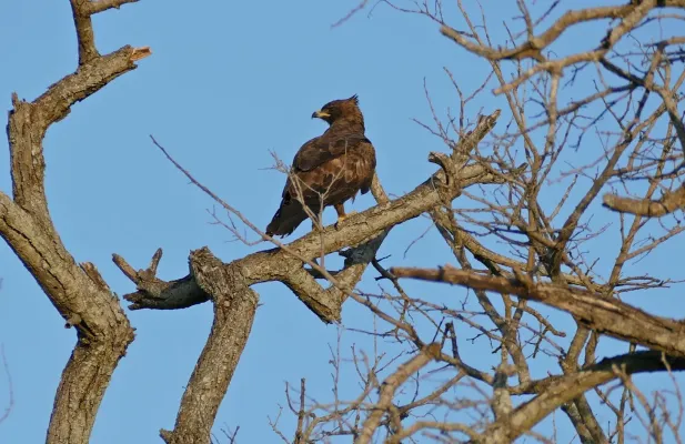 File:Wahlberg's Eagle (Hieraaetus wahlbergi) (16723445432).jpg