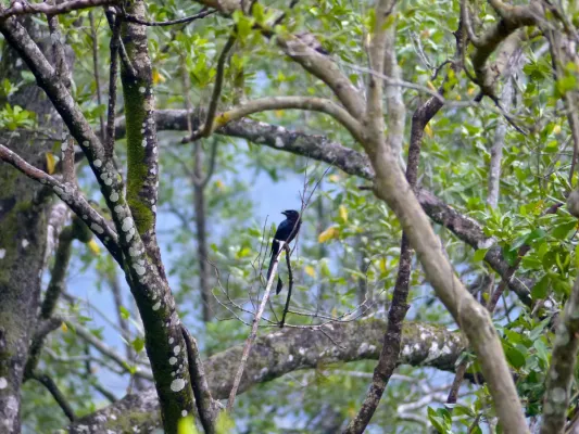 File:Greater Racket-tailed Drongo (Dicrurus paradiseus) (15635034919).jpg