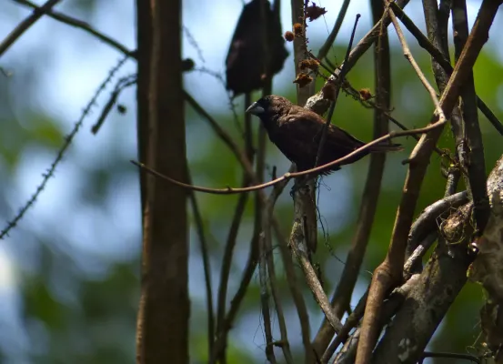 File:Dusky Munia (Lonchura fuscans) (15447640437).jpg