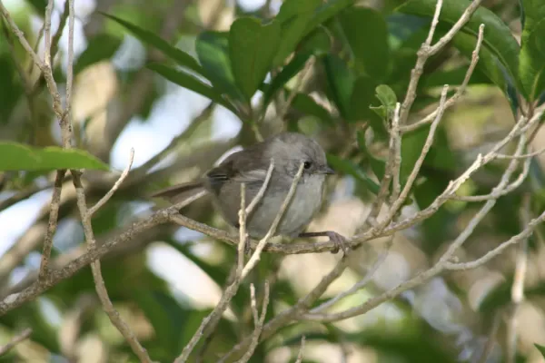 File:Mohoua albicilla Kapiti.jpg