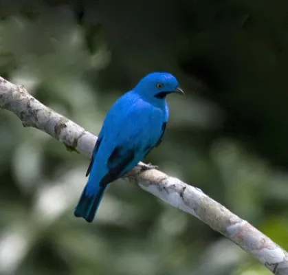 File:Plum-throated Cotinga (Cotinga maynana) (16781121739).jpg