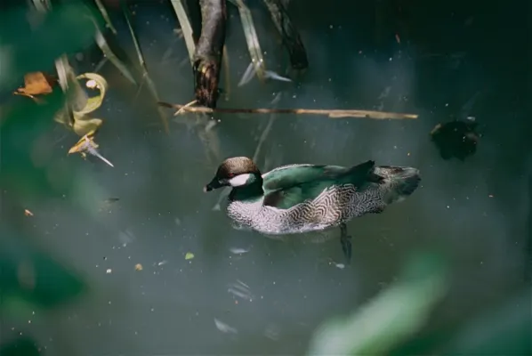 File:Green Pygmy Goose (Nettapus pulchellus) (9741556899).jpg