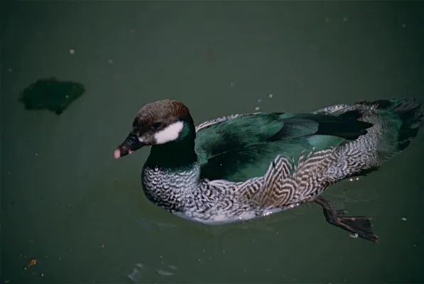 File:Green Pygmy Goose (Nettapus pulchellus) (9757638393).jpg