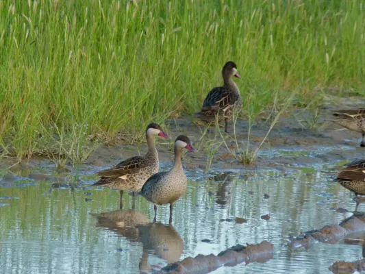 File:Red-billed Teals (Anas erythrorhyncha) (6871766786).jpg