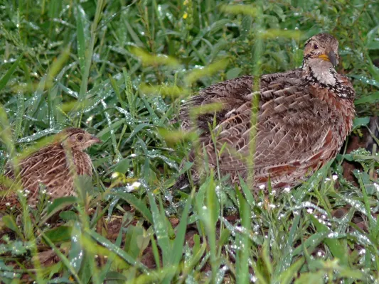File:Shelley's Francolin (Scleroptila shelleyi) (6041527276).jpg