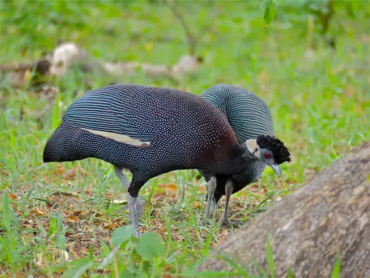 File:Crested Guineafowls (Guttera edouardi) (11770558283).jpg