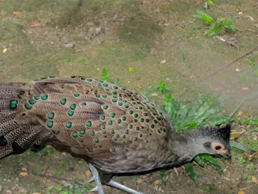 File:Malayan Peacock-pheasant Polyplectron malacense (6969987252).jpg