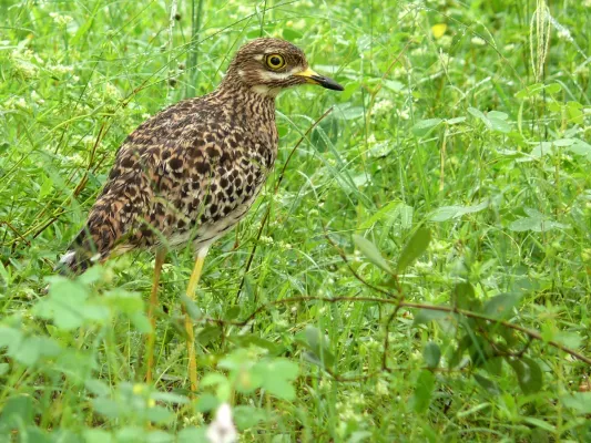 File:Spotted Thick-Knee (Burhinus capensis) (6040586805).jpg
