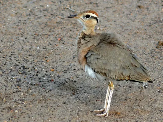 File:Temminck's Courser (Cursorius temminckii) (6041977717).jpg