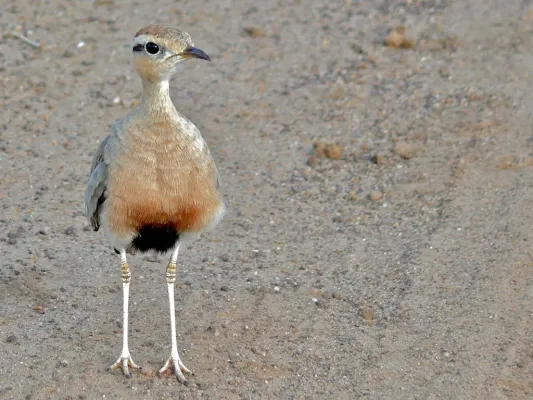 File:Temminck's Courser (Cursorius temminckii) (6042522104).jpg
