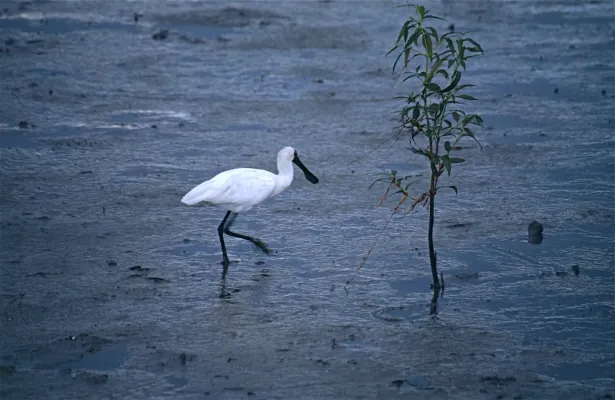 File:Black-billed Spoonbill (Platalea regia) (9703920266).jpg