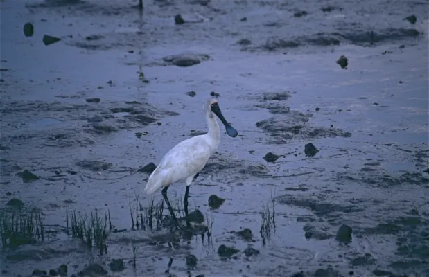 File:Black-billed Spoonbill (Platalea regia) (9703925542).jpg