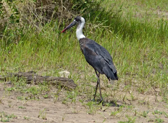File:African Woolly-necked Stork (Ciconia microscelis), Kruger NP (14033030255).jpg