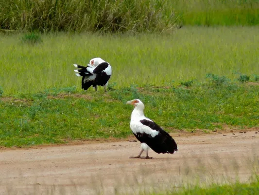 File:Palm-nut Vultures (Gypohierax angolensis) (6934551034).jpg