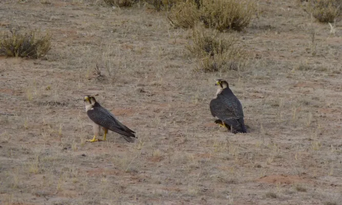 File:Lanner Falcons (Falco biarmicus) (6446858305).jpg