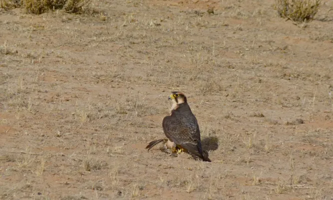 File:Lanner Falcon (Falco biarmicus) female, Kgalagadi Transfrontier Park (6446857495).jpg