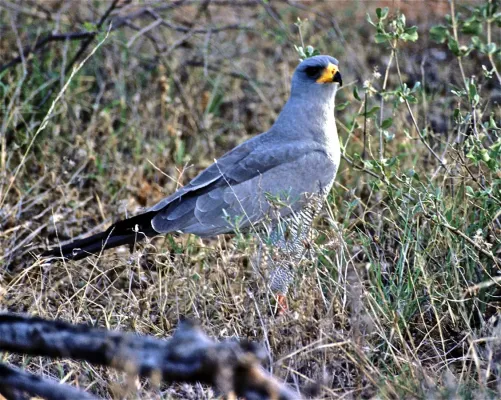 File:Eastern Chanting Goshawk (Melierax poliopterus) (7667280346).jpg