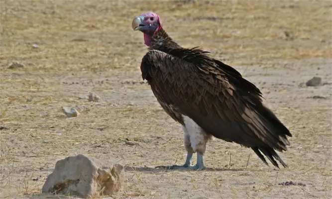 File:Lappet-faced Vulture (Torgos tracheliotos), Kgalagadi, South Africa (6526355327).jpg