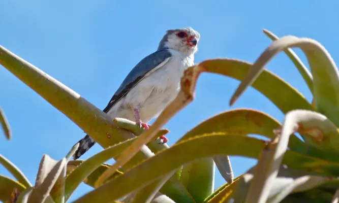 File:Pygmy Falcon (Polihierax semitorquatus) (6437060573).jpg