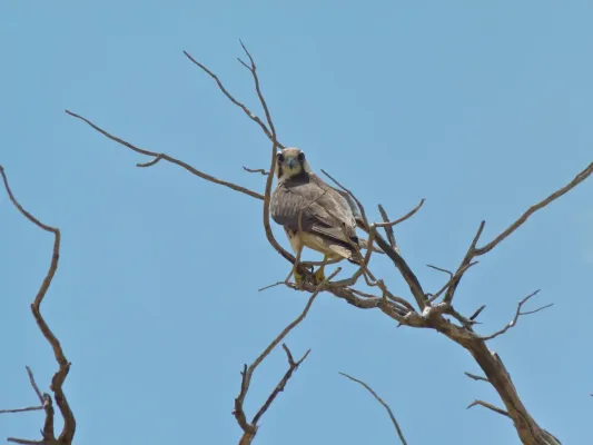 File:Lanner Falcon (Falco biarmicus) (7011298343).jpg