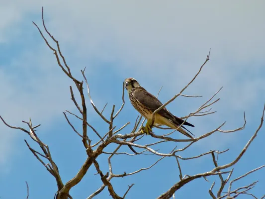 File:Lanner Falcon (Falco biarmicus) (7011311095).jpg