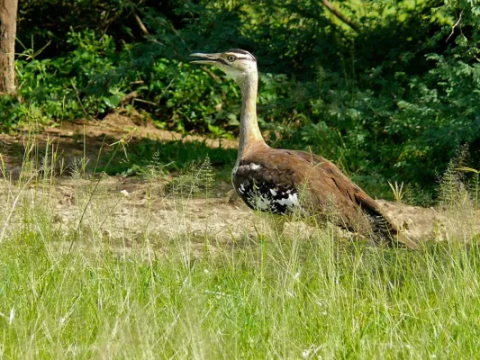 File:Denham's Bustard (Neotis denhami) (6937033618).jpg