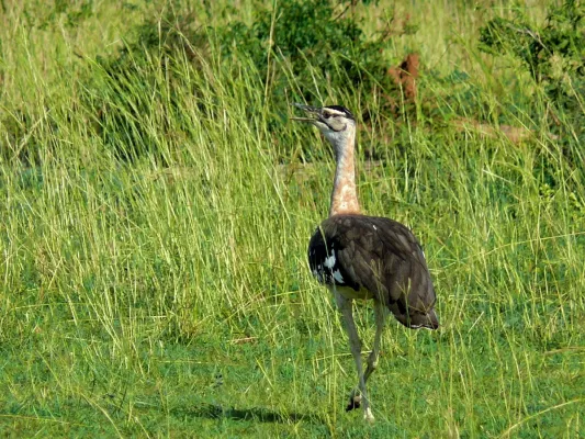 File:Denham's Bustard (Neotis denhami) (6937099612).jpg