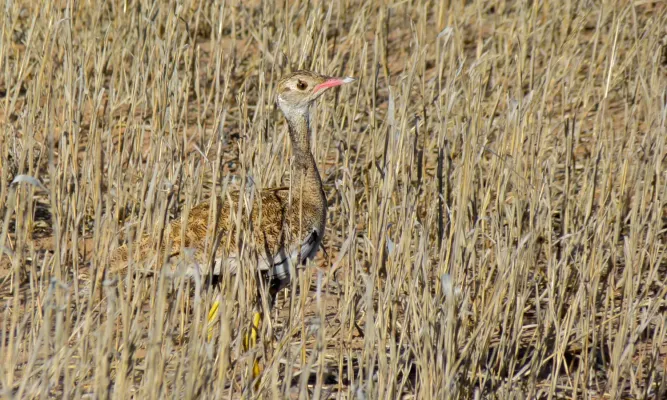 File:Northern Black Korhaan (Afrotis afraoides) female (6499239357).jpg