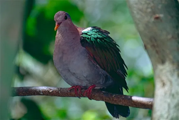 File:Pacific Emerald Dove (Chalcophaps longirostris), Kuranda Birdworld, Qld.jpg