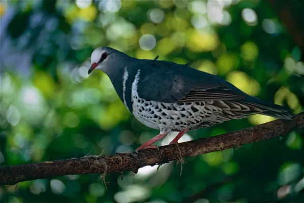 File:Wonga Pigeon (Leucosarcia melanoleuca) (9741591077).jpg