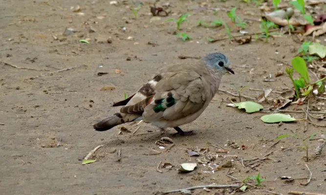 File:Emerald-spotted Wood-Dove (Turtur chalcospilos) (6012372772).jpg