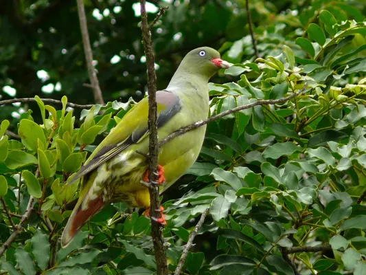 File:African Green Pigeon (Treron calvus), Kruger NP (6035818410).jpg