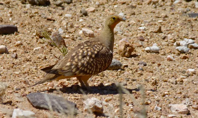 File:Namaqua Sandgrouse (Pterocles namaqua) male (6437064033).jpg
