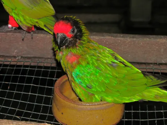 File:Yellow-streaked Lory Chalcopsitta scintillata (7116067655).jpg