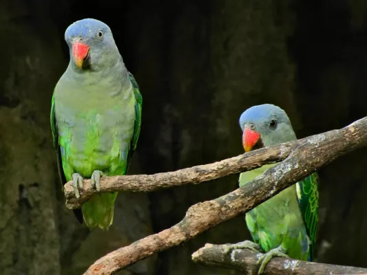 File:Blue-rumped Parrots Psittinus cyanurus (7116117161).jpg