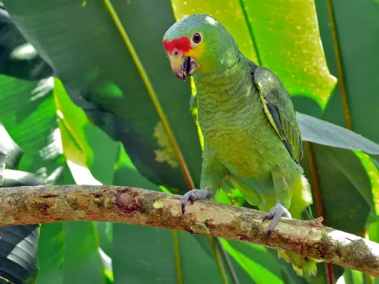 File:Red-lored Parrot (Amazona autumnalis) (6777353237).jpg