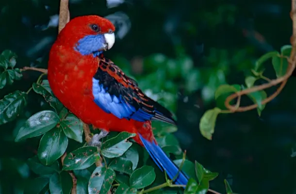 File:Crimson Rosella (Platycercus elegans) (10244627086).jpg