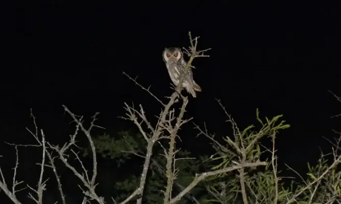 File:Southern White-faced Scops-Owl (Ptilopsis granti) (6001795035).jpg