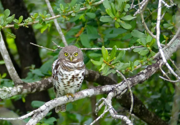 File:African Barred Owlet (Glaucidium capense) (13584013785).jpg