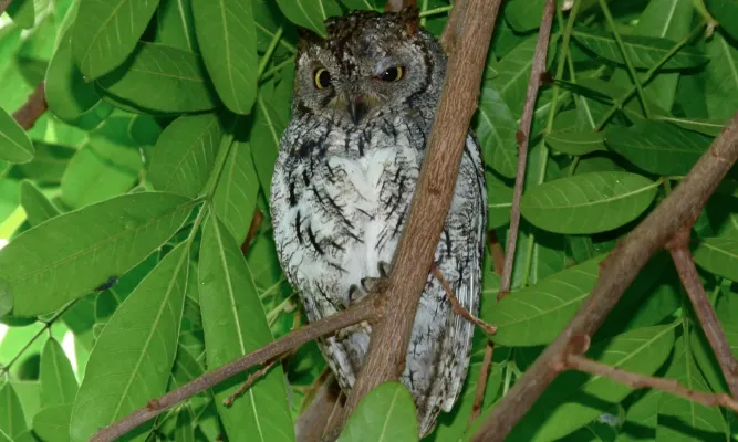 File:African Scops-Owl (Otus senegalensis) (6014352389).jpg
