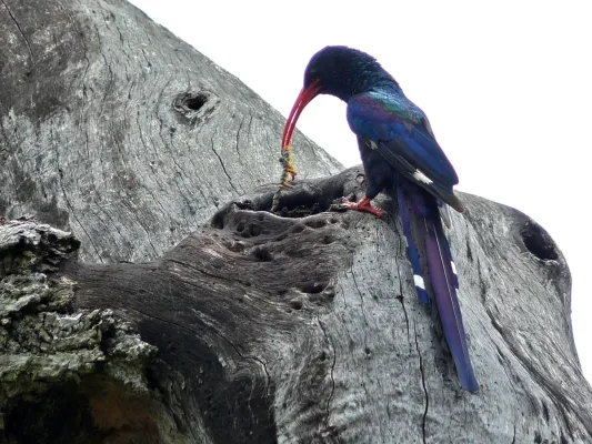 File:Green Wood-Hoopoe (Phoeniculus purpureus) (6040677597).jpg