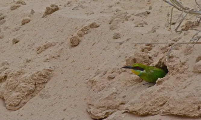 File:Swallow-tailed Bee-eater (Merops hirundineus) (6451725463).jpg