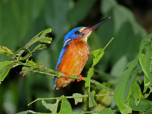 File:Blue-eared Kingfisher (Alcedo meninting) (8071061758).jpg