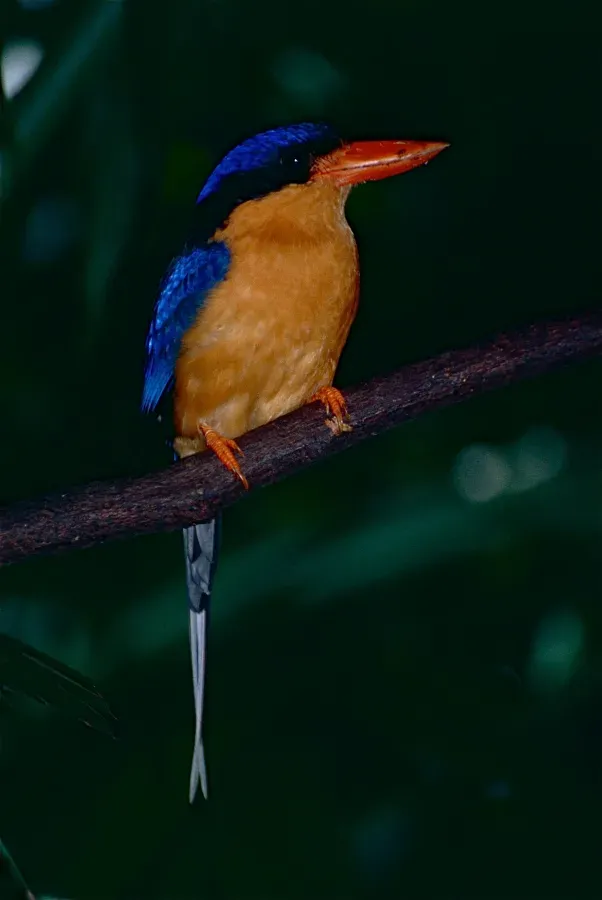File:Buff-breasted Paradise-kingfisher (Tanysiptera sylvia) (9741614483).jpg