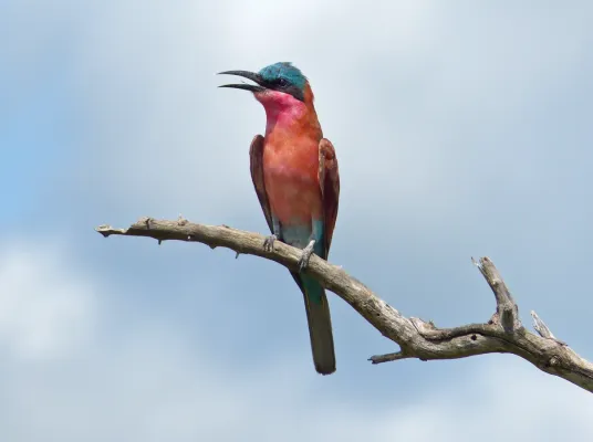 File:Southern Carmine Bee-eater (Merops nubicoides) (13951693613).jpg