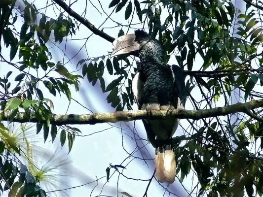 File:Black-and-white-casqued Hornbill (Bycanistes subcylindricus) (6930438270).jpg