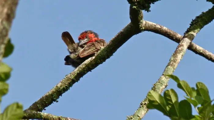 File:Black-collared Barbet (Lybius torquatus) (6025931868).jpg