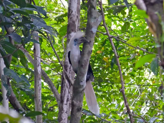 File:White-crowned Hornbill (Berenicornis comatus) male (8077304251).jpg