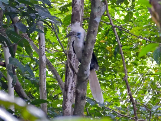 File:White-crowned Hornbill (Berenicornis comatus) male (8077308970).jpg